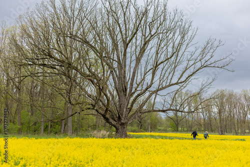 rapeseed field in spring