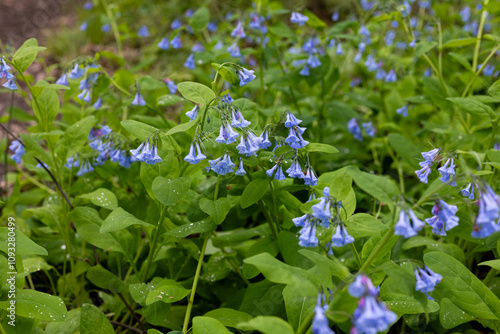 bluebell flowers