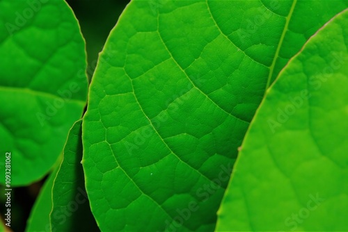close-up of green leave showing it's beautiful texture