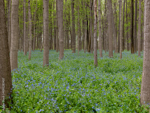 spring in the woods with bluebell flowers