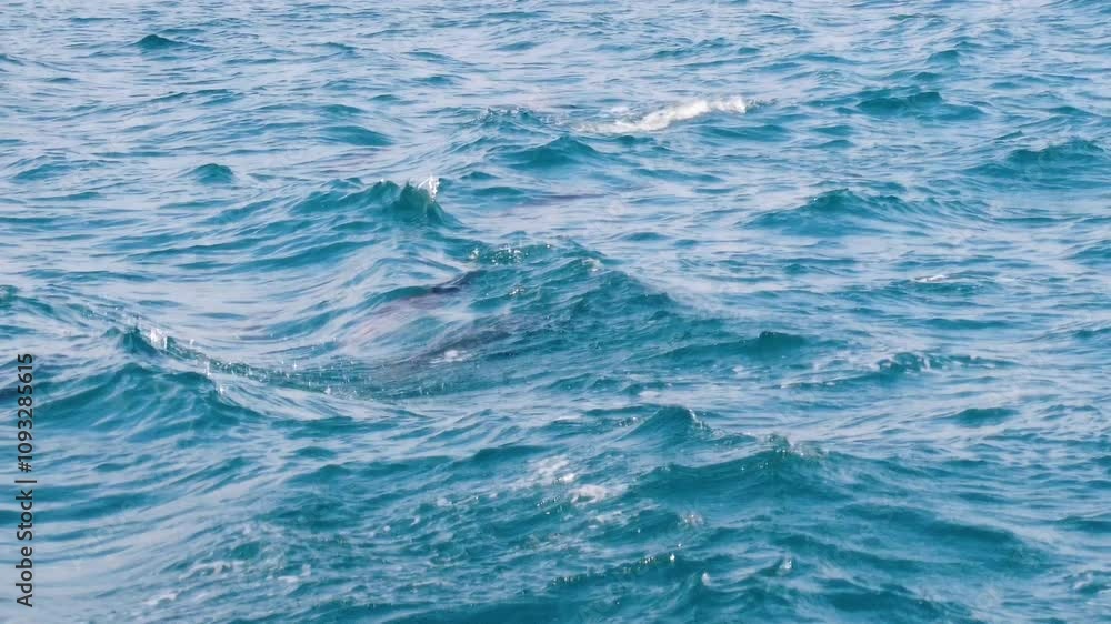 A group of dolphins swimming and playing together in the clear turquoise waters of the Mediterranean Sea near Gibraltar, showcasing vibrant marine life A group of dolphins swimming and playing together in the clear turquoise waters of the Mediterranean Sea near Gibraltar, showcasing vibrant marine life