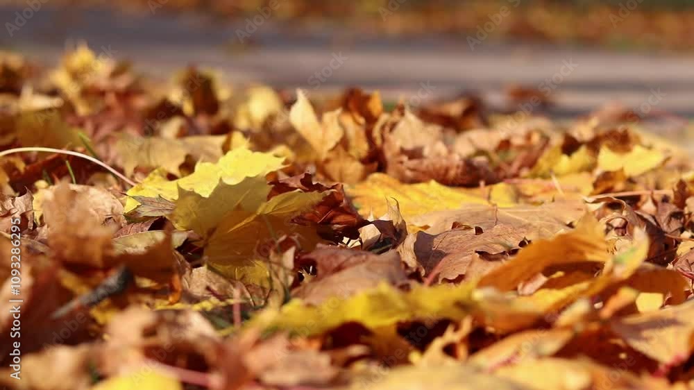 Lots of fallen autumn yellow leaves in the park. Autumn nature background. Fallen leaves on the lawn close-up. Nature in autumn. Lots of fallen maple leaves Lots of fallen autumn yellow leaves in the park. Autumn nature background. Fallen leaves on the lawn close-up. Nature in autumn. Lots of fallen maple leaves