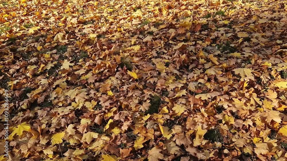 Lots of fallen autumn yellow leaves in the park. Autumn nature background. Fallen leaves on the lawn close-up. Nature in autumn. Lots of fallen maple leaves Lots of fallen autumn yellow leaves in the park. Autumn nature background. Fallen leaves on the lawn close-up. Nature in autumn. Lots of fallen maple leaves
