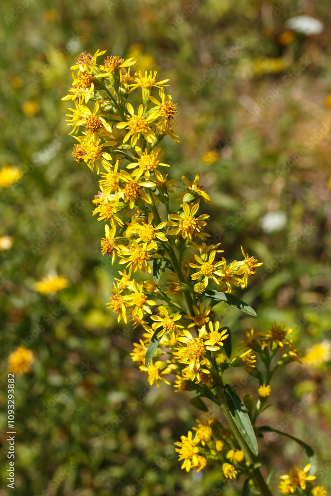 Gewöhnliche Goldrute (Solidago virgaurea) Gewöhnliche Goldrute (Solidago virgaurea)