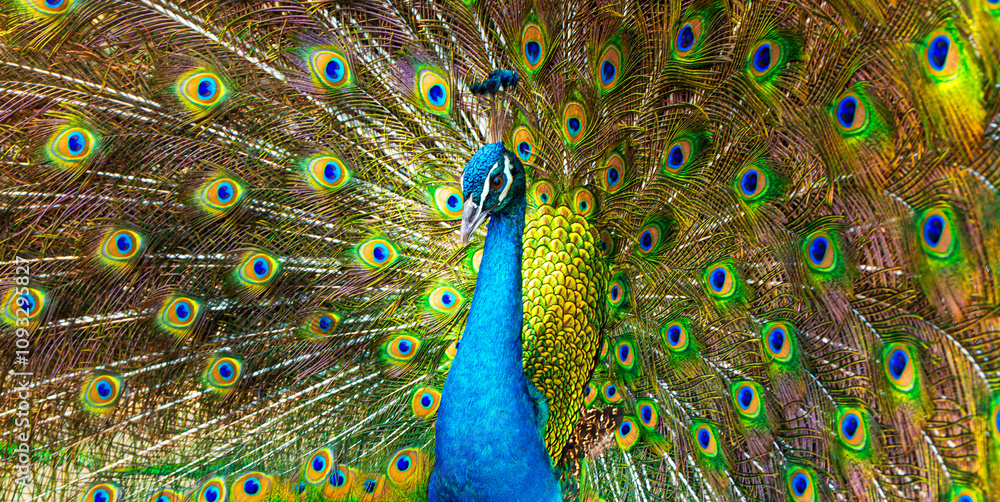 Obraz premium A striking close-up of a peacock, pavo cristalus, showing its exquisite, vibrant plumage with detailed eye spots, highlighting the bird's natural beauty,Male Peacock with beautiful fethers,