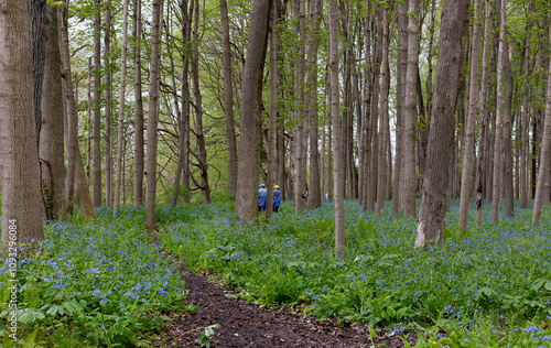 bluebell flowers along a path in the woods
