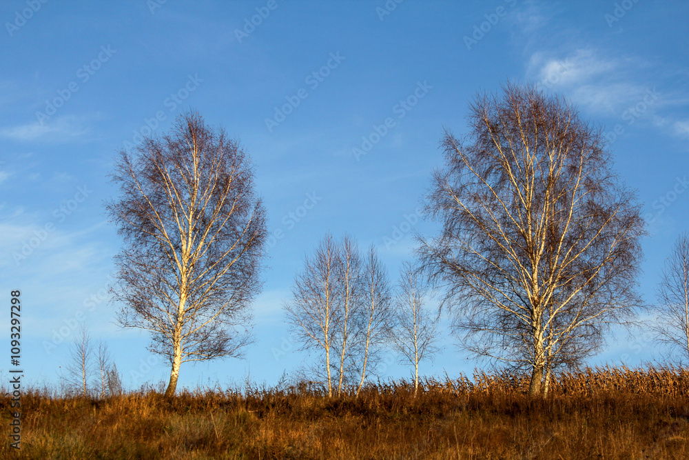 A group of bare trees on a grassy hillside under a blue sky A group of bare trees on a grassy hillside under a blue sky