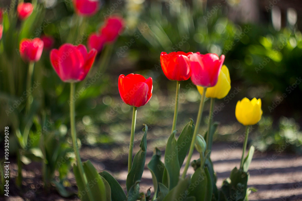 A field of red and yellow tulips in the sunlight A field of red and yellow tulips in the sunlight