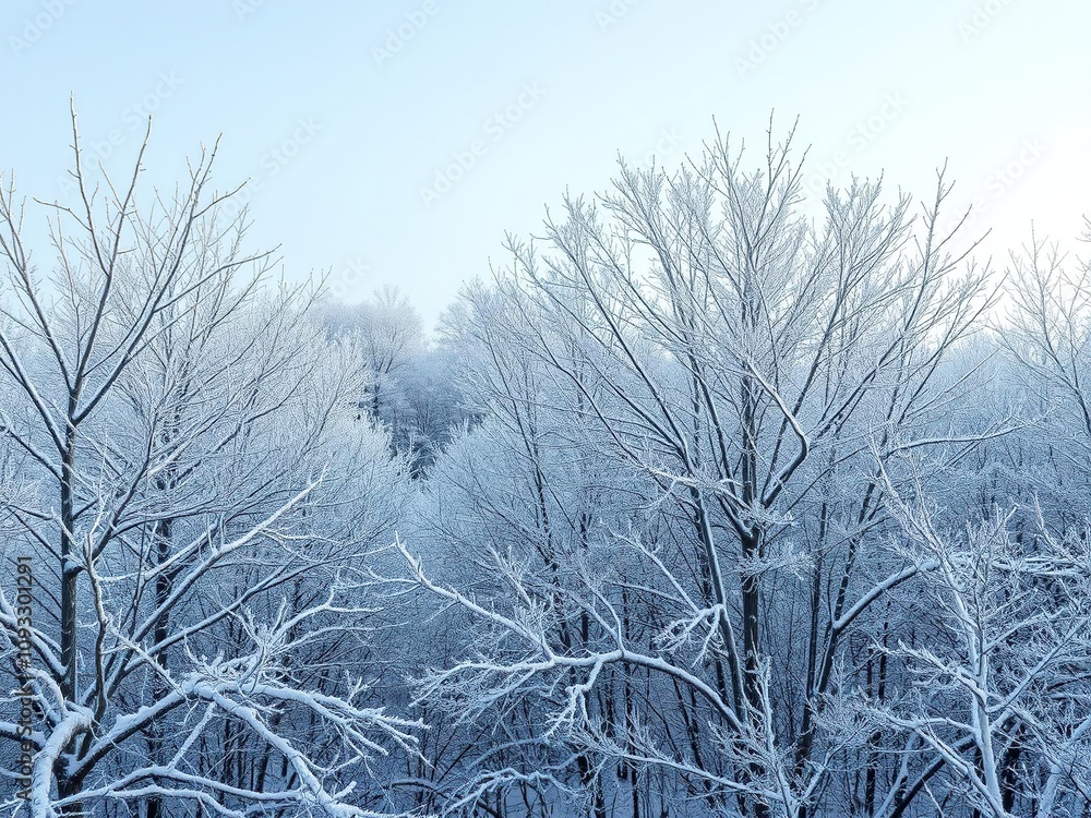 Frozen landscape of snow-covered trees with bare branches, snow, tree, winter Frozen landscape of snow-covered trees with bare branches, snow, tree, winter