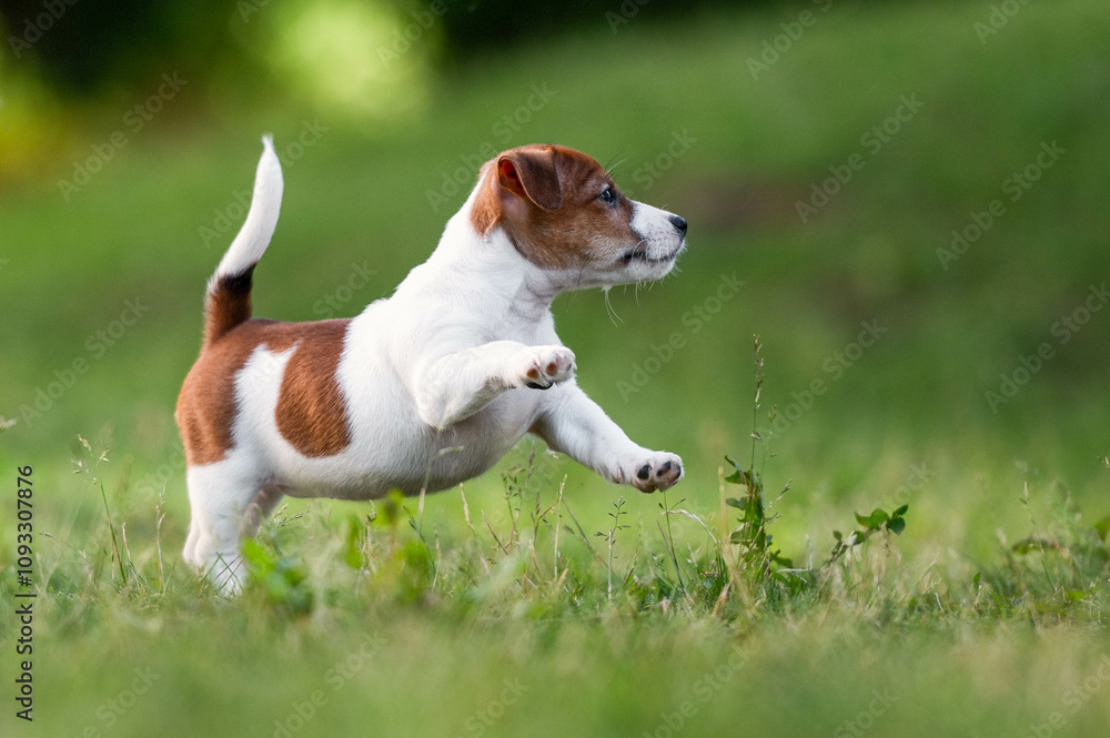 A Jack Russell terrier puppy is playing on the grass A Jack Russell terrier puppy is playing on the grass