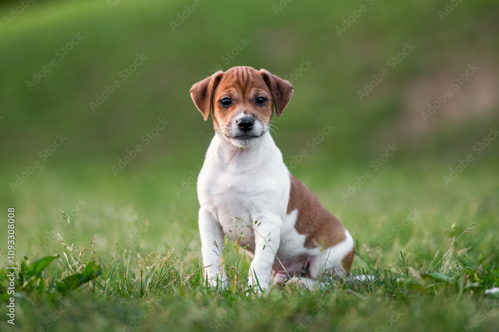 A Jack Russell terrier puppy is playing on the grass A Jack Russell terrier puppy is playing on the grass