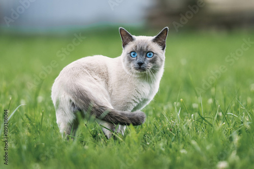 cat with blue eyes portrait