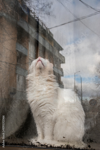 Beautiful white cat standing behind house window pane on rainy day with reflection on the street