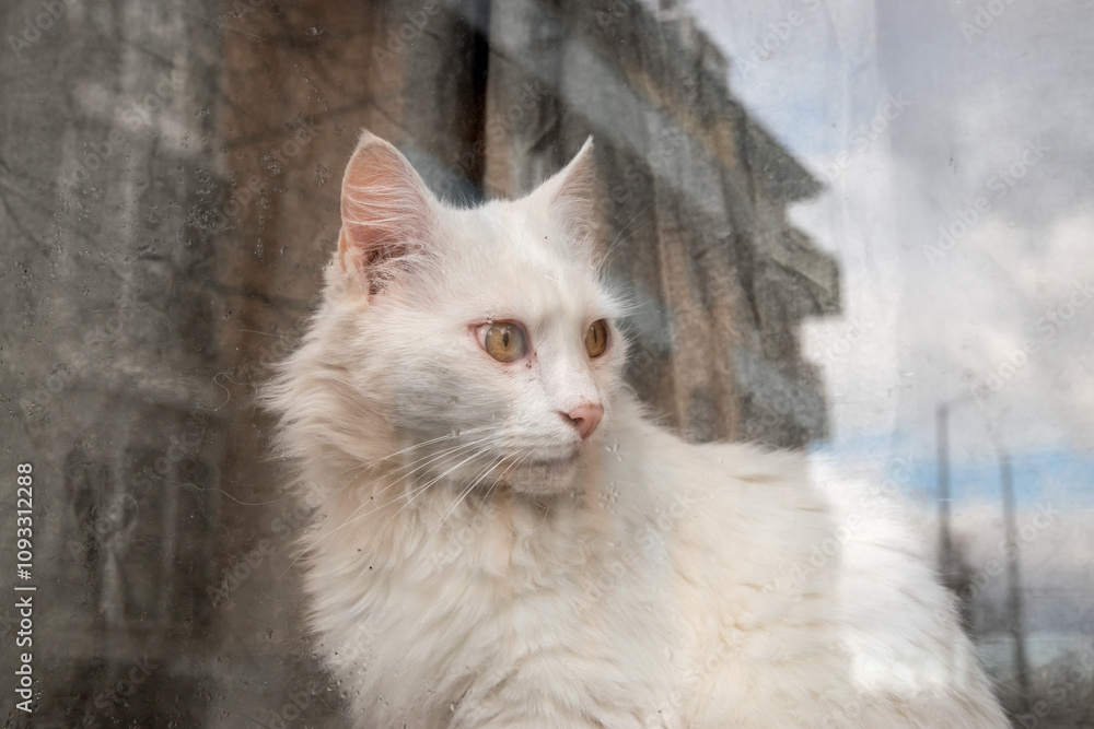 Beautiful white cat standing behind house window pane on rainy day with reflection on the street