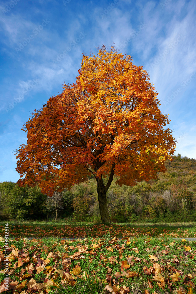 Naklejka premium autunno