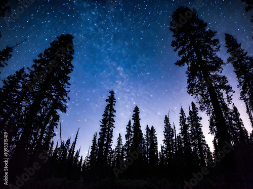 A dense forest with tall, ancient trees.