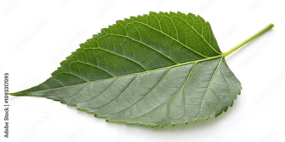 Obraz premium A single large green leaf on a white background with minimal shadows and highlights, foliage, leafy, isolated