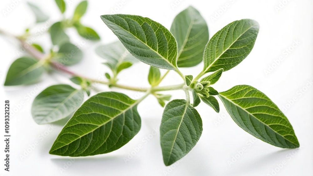 Close-up of ashwagandha leaves and stems on white background with soft focus and shallow depth of field, forest, plants, ashwagandha leaves, natural, flora Close-up of ashwagandha leaves and stems on white background with soft focus and shallow depth of field, forest, plants, ashwagandha leaves, natural, flora