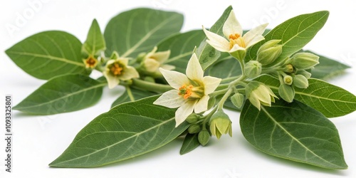 Close-up of ashwagandha flowers and leaves on white background, herbs, nature
