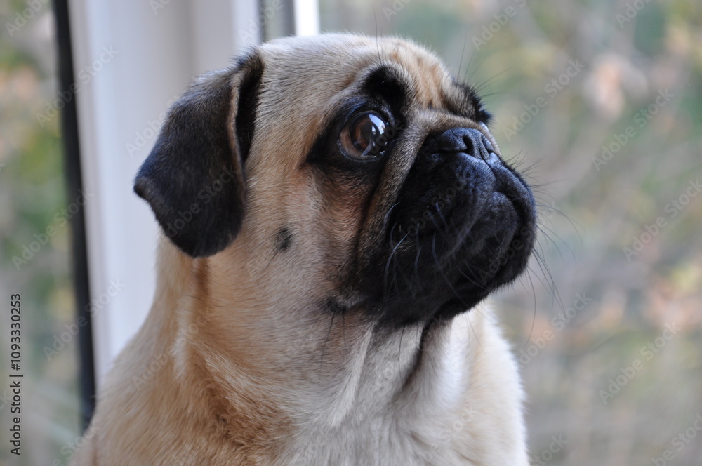 Adorable Pug with Big Kind Eyes: The Perfect Loyal and Loving Companion Adorable Pug with Big Kind Eyes: The Perfect Loyal and Loving Companion