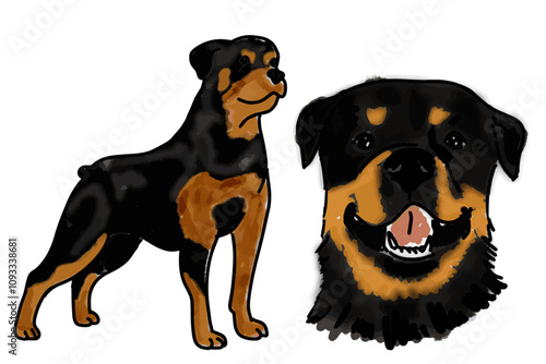 Vector of a standing Rottweiler alongside a hand-drawn portrait of the breed, combining realism and simplicity