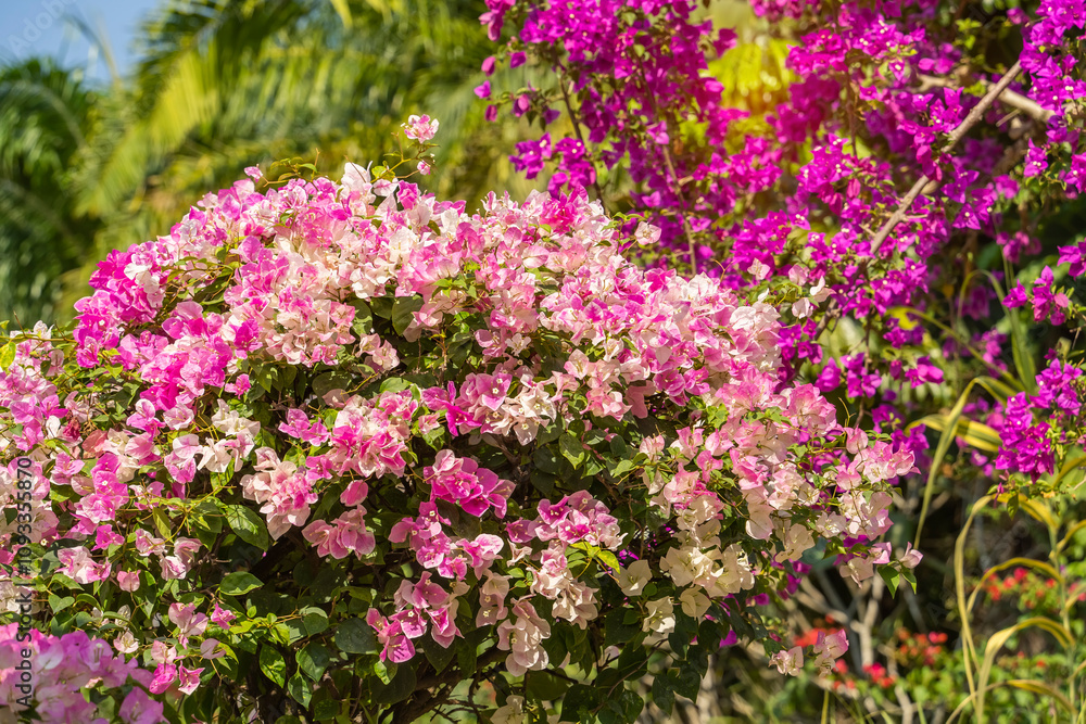 purple bougainvillea flowers in garden purple bougainvillea flowers in garden