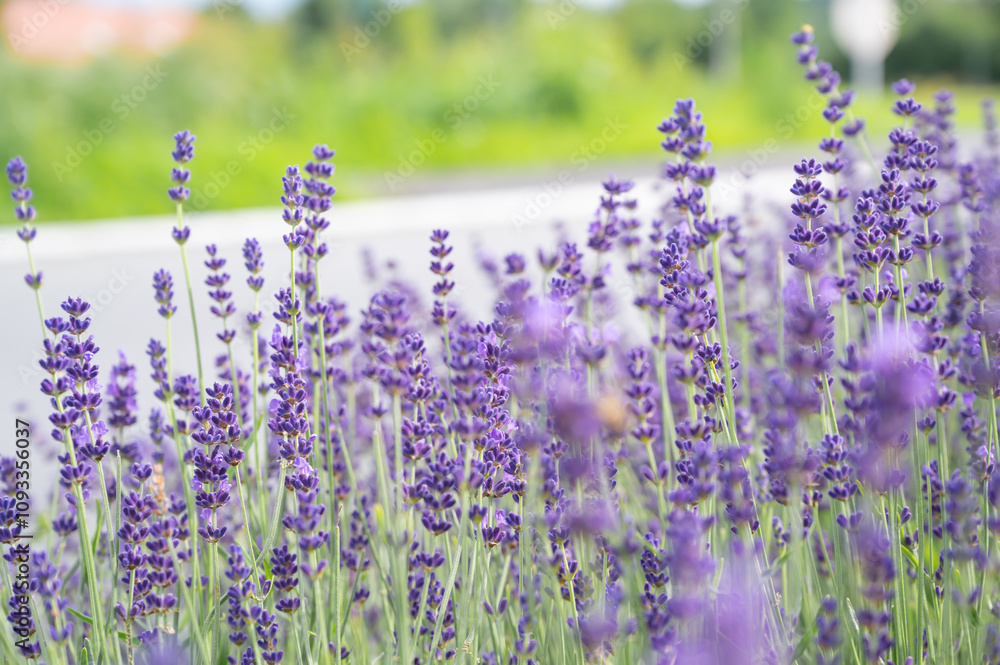 Lavender flowers on a meadow. Background with violet flowers, selective focus.