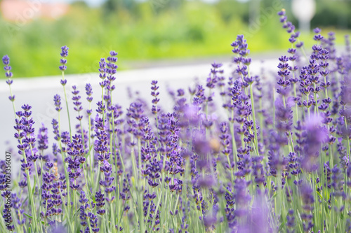 Obraz na płótnie Lavender flowers on a meadow. Background with violet flowers, selective focus. w salonie