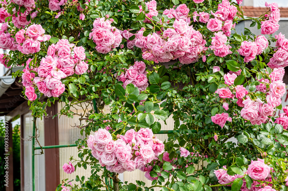 Fototapeta premium Pink flowers, buds, pink roses in the garden.