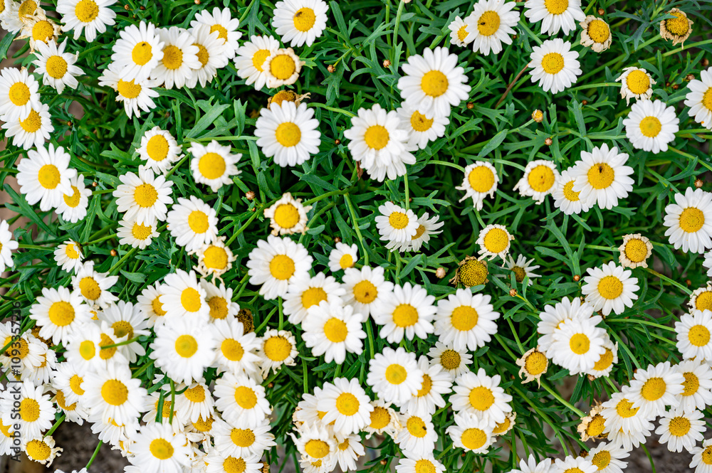 White chamomile's flowers in bouquet. White chamomile's flowers in bouquet.