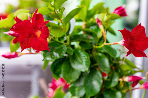 Red flowers of Dipladenia, Mandevilla sanderi. Close up photo