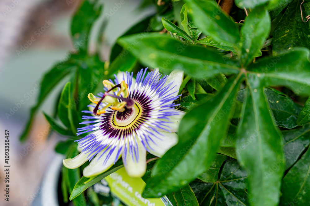 Bluecrown Passionflower close up. Exotic flowers selective focus.