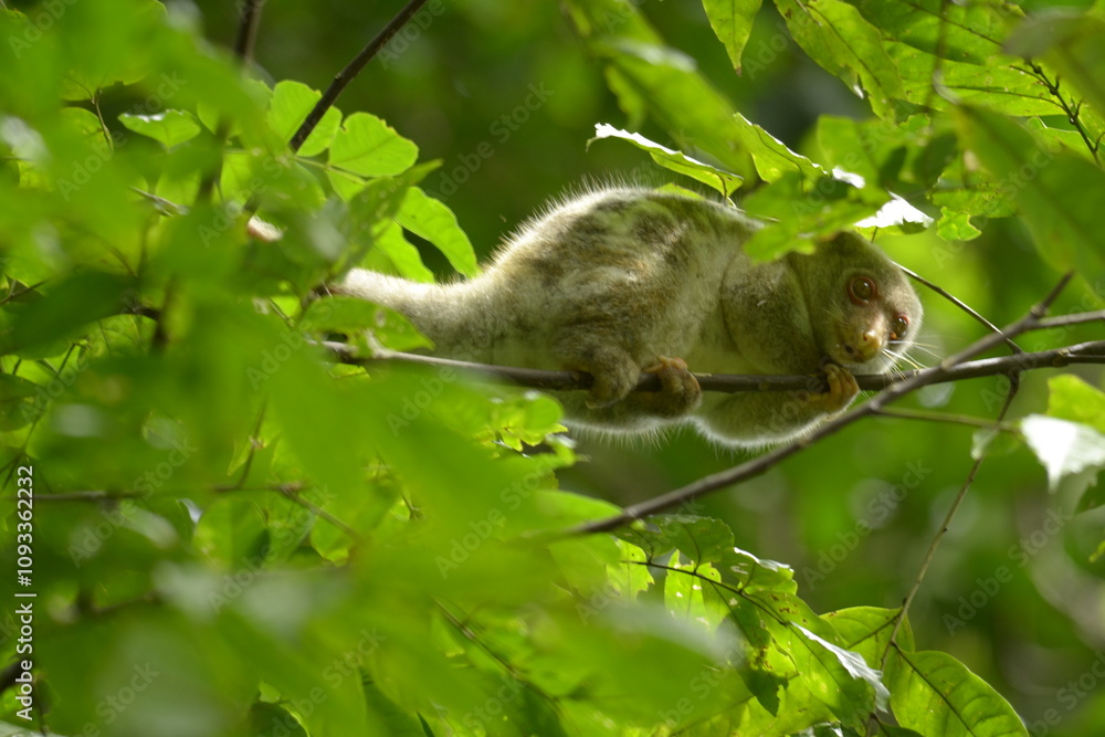 Fototapeta premium The Maluku cuscus or marsupial species from the Phalangeridae family is playing in a tree