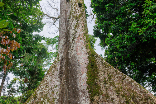 The Lupuna tree in the Peruvian Amazon. It reaches up to 70 meters in height and its trunk can reach more than 3 meters in diameter, with tabular roots. photo