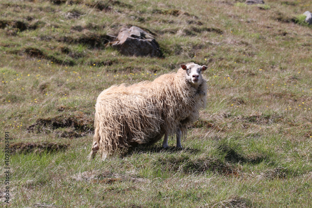 icelandic sheep with long strands of wool hanging off its fleace and blowing in the wind icelandic sheep with long strands of wool hanging off its fleace and blowing in the wind