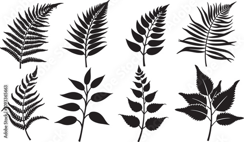 Vector set of Fern Silhouette Collection