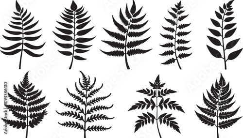 Vector set of Fern Silhouette Collection







