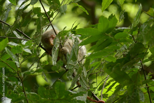 The Maluku cuscus or marsupial species from the Phalangeridae family is playing in a tree photo