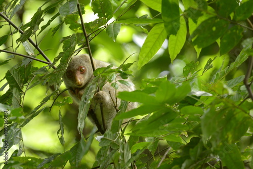 The Maluku cuscus or marsupial species from the Phalangeridae family is playing in a tree photo