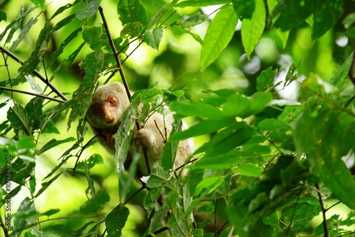 The Maluku cuscus or marsupial species from the Phalangeridae family is playing in a tree photo