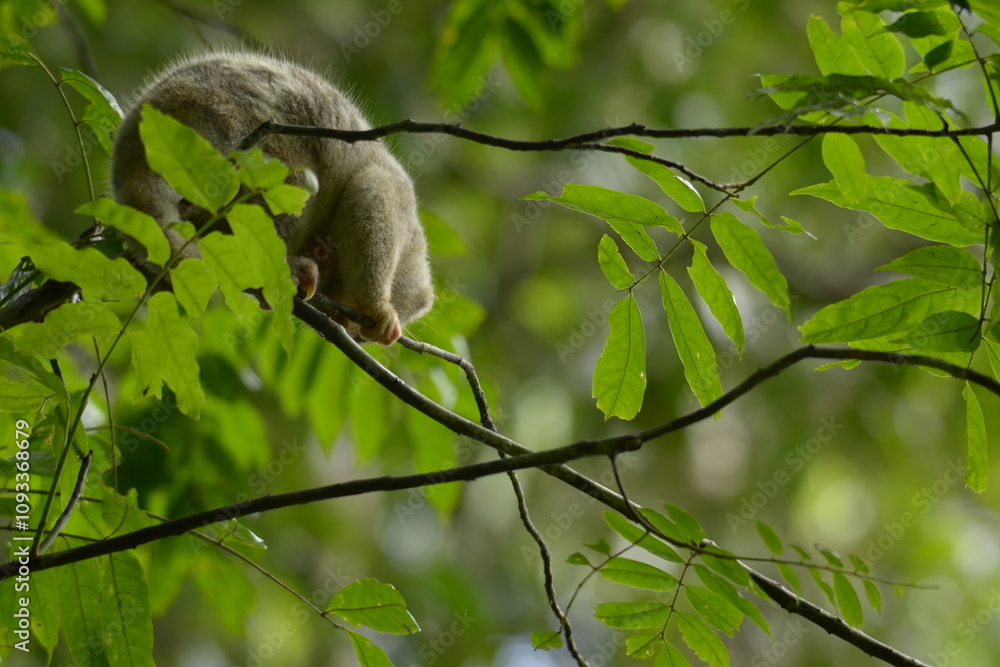 The Maluku cuscus or marsupial species from the Phalangeridae family is playing in a tree The Maluku cuscus or marsupial species from the Phalangeridae family is playing in a tree