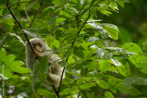 The Maluku cuscus or marsupial species from the Phalangeridae family is playing in a tree photo