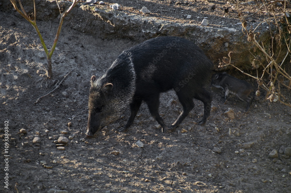 Collared peccary, musk or Mexican pig on a walk with her young child in a hard to reach area, Sofia, Bulgaria Collared peccary, musk or Mexican pig on a walk with her young child in a hard to reach area, Sofia, Bulgaria