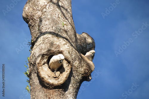 Canvastavla a hole in a tree for a parrot's nest