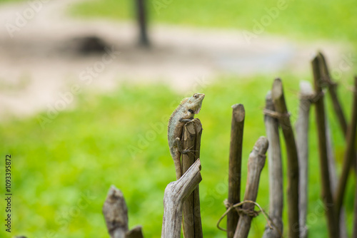 Wildlife on Islands Greenery and Lizard in a Beautiful Natural Habitat photo