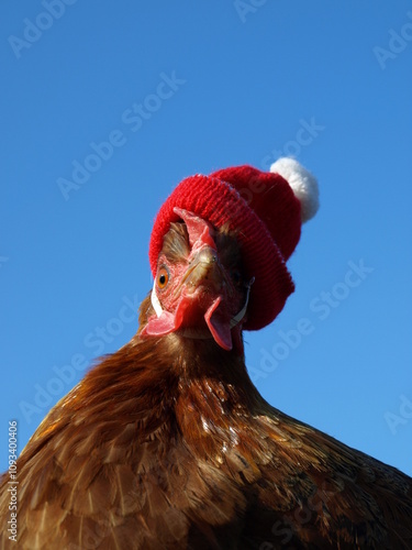 Poule de Noël
