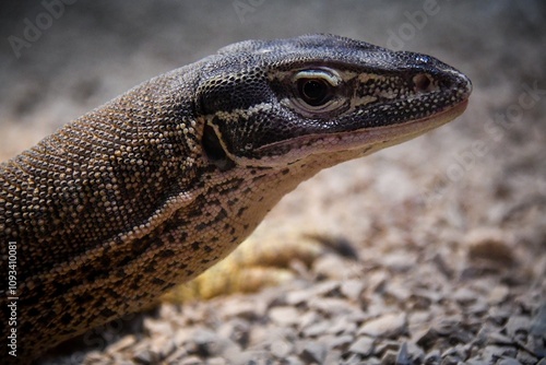 Tableau sur toile Close up of a sand goanna (Varanus gouldii)