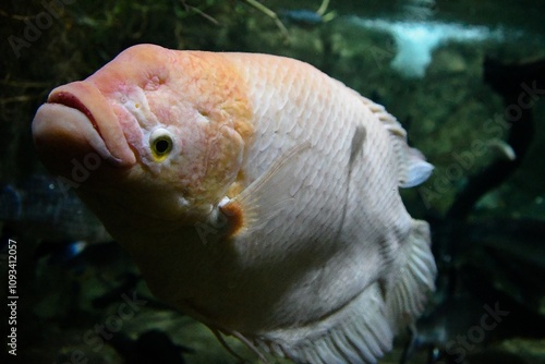 giant gourami (Osphronemus goramy) swimming photo