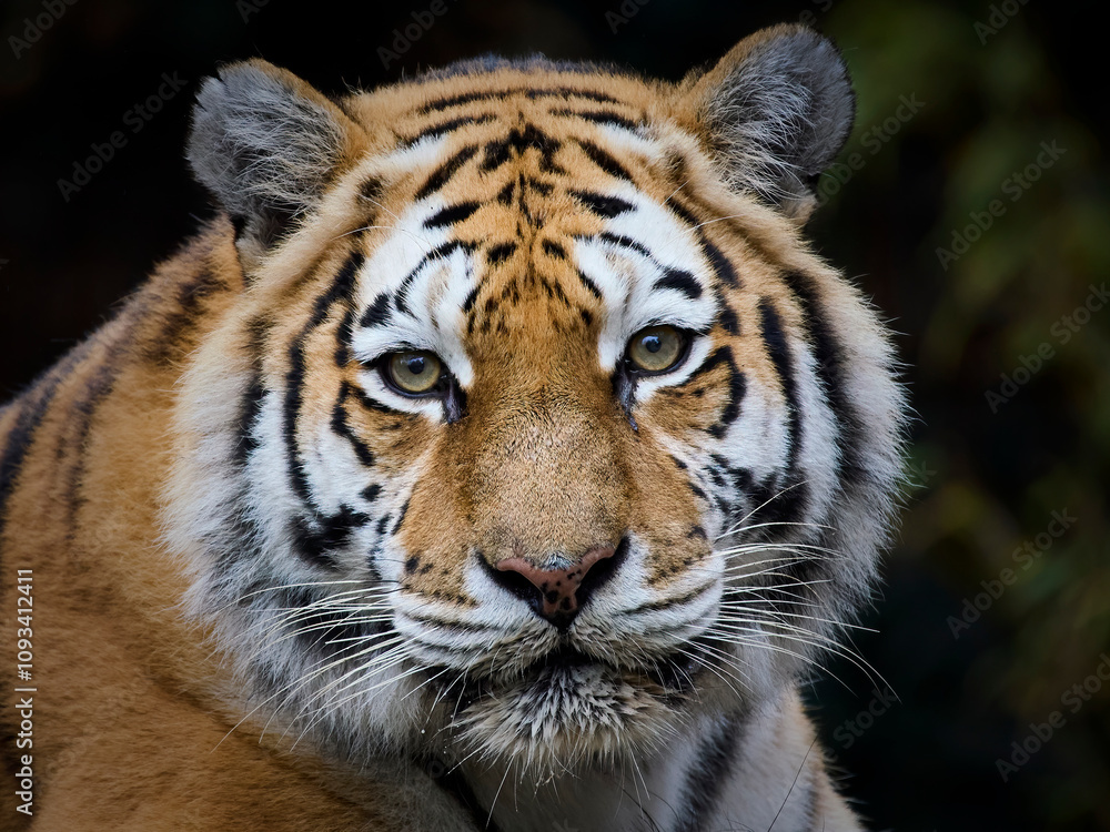Fototapeta premium Amur tiger (Panthera tigris altaica)