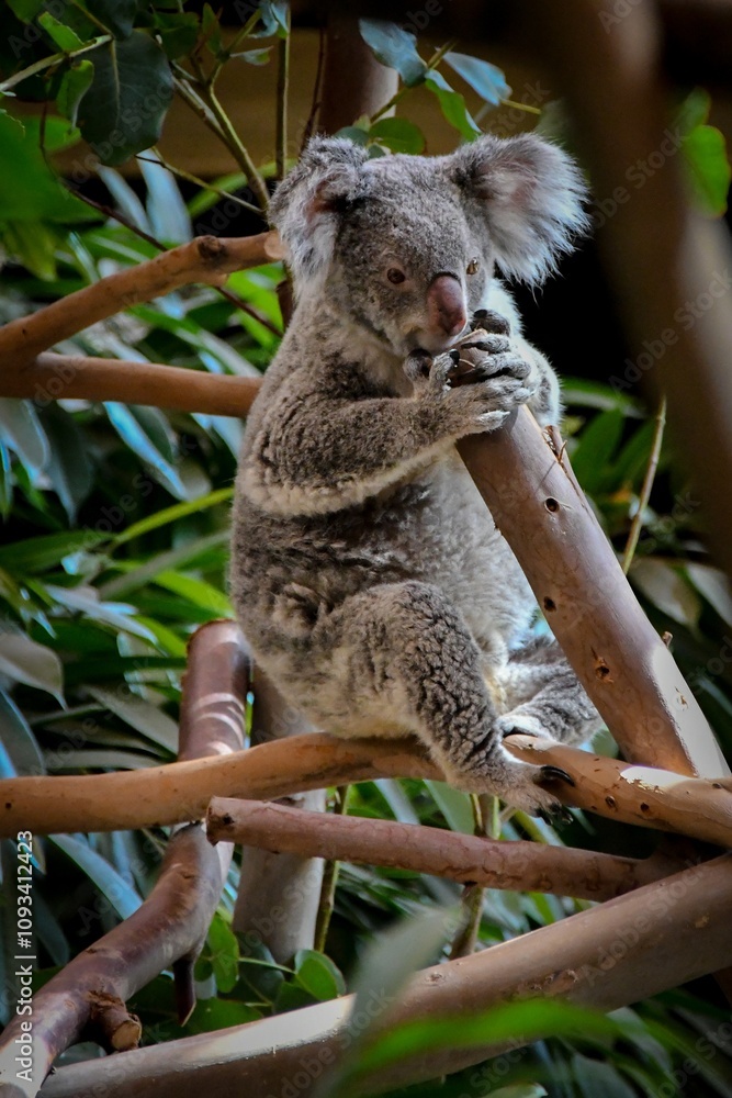 Fototapeta premium koala bear (Phascolarctos cinereus) sitting on a branch.